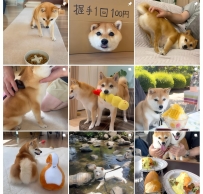 犬でも猫でもハムスターでも大歓迎！